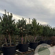 Pinus sylvestris 200-300 cm cont. 450L meerstammig
