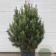Pinus sylv. 'Watereri' 80-100 cm container