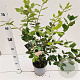 Quercus ilex 40-60 cm 3,0L