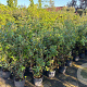 Quercus ilex 80-100 cm 9L