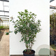 Quercus ilex 100-120 cm container meerstammig