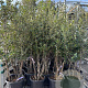 Quercus ilex 125-150 cm 25L meerstammig
