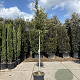 Quercus ilex 160 cm stam container 8-10