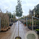 Quercus ilex 160 cm stam container 8-10