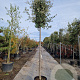 Quercus ilex 220 cm stam container 16-18