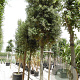 Quercus ilex 200 cm stam container 25-30