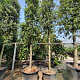 Quercus ilex 200 cm stam container 25-30