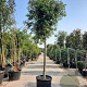 Quercus ilex 200 cm stam container 25-30