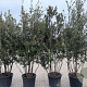Quercus ilex 170-200 cm container