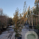 Quercus ilex 175-200 cm container meerstammig
