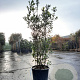Quercus ilex 175-200 cm container meerstammig