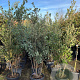 Quercus ilex 175-200 cm 30L meerstammig