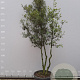 Quercus ilex 225-250 cm container meerstammig