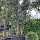 Quercus ilex 400-425 cm container solitair meerstammig