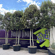 Quercus ilex GM container solitair