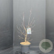 Cornus florida 60-80 cm 10L