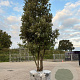 Quercus ilex GM container meerstammig solitair