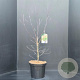 Cornus florida 80-100 cm 10L