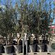 Quercus suber 200-300 cm cont. 110L meerstammig
