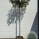 Quercus suber 12-14 HO container dakvorm 120 250 cm stam