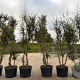 Quercus suber 300 cm cont. 150L meerstammig