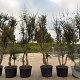 Quercus suber 300 cm cont. 150L meerstammig