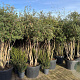 Quercus suber 200-250 cm cont. 110L meerstammig