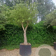 Quercus suber 350-400 cm container solitair