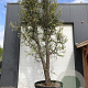 Quercus suber GM container solitair