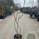 Rhus typhina 100-150 cm 18L meerstammig