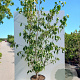 Cornus k. 'China Girl' 175-200 cm 30L