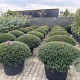 Taxus b. 'Renke's Kleiner Grüner' 110-120 cm cont. 155L platte bol