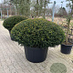 Taxus b. 'Renke's Kleiner Grüner' 150-160 cm cont. 290L platte bol