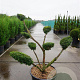 Taxus media 'Densiformis' 100-125 cm 45L bonsai