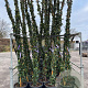 Trachelospermum jasminoides 325-350 cm 30L Gestokt