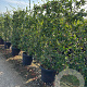 Trachelospermum jasminoides laagstam container lei 120x180