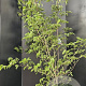 Cornus kousa chinensis 175-200 cm 25L
