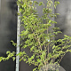 Cornus kousa chinensis 175-200 cm 25L
