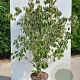 Cornus kousa chinensis 200-225 cm 20L