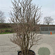 Viburnum opulus 250-300 cm container solitair
