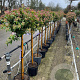 Viburnum tinus 80 cm stam 12L