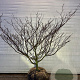 Cornus controversa 150-175 cm cont. 180L solitair