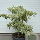 Cornus controversa 'Variegata' GM container solitair