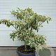 Cornus controversa 'Variegata' GM container solitair