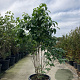 Cornus florida 150-175 cm 45L