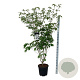 Cornus k. 'Weisse Fontaine' 150-175 cm 30L extra