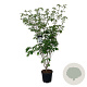 Cornus k. 'Weisse Fontaine' 150-175 cm 30L extra