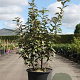 Elaeagnus ebbingei 125-150 cm 25L