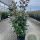 Elaeagnus ebb. 'Compacta' 80-100 cm 9L