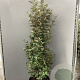 Elaeagnus ebb. 'Compacta' 150-175 cm 35L